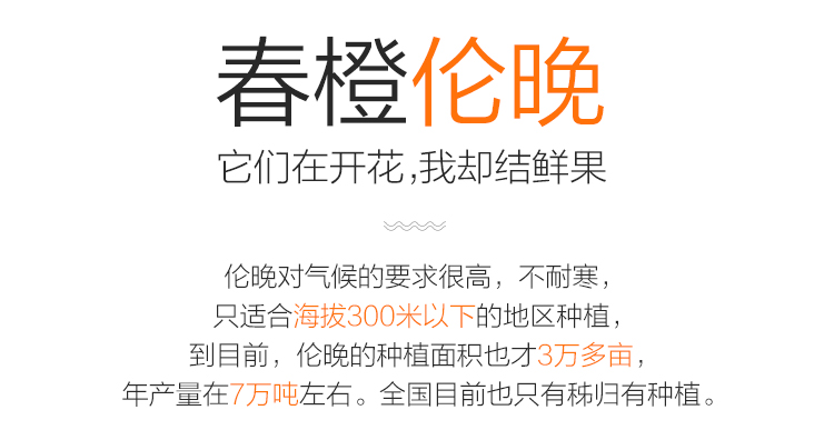 正宗秭归伦晚甜橙子 现摘当季新鲜水果 精品大果15-18颗礼盒装带箱10斤净8.8斤(pic3)